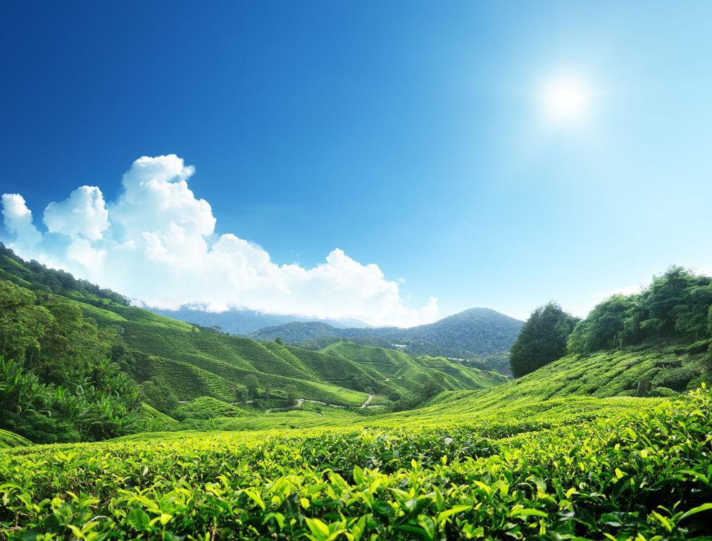 Homestay Cameron Highlands Mikayla 外观 照片